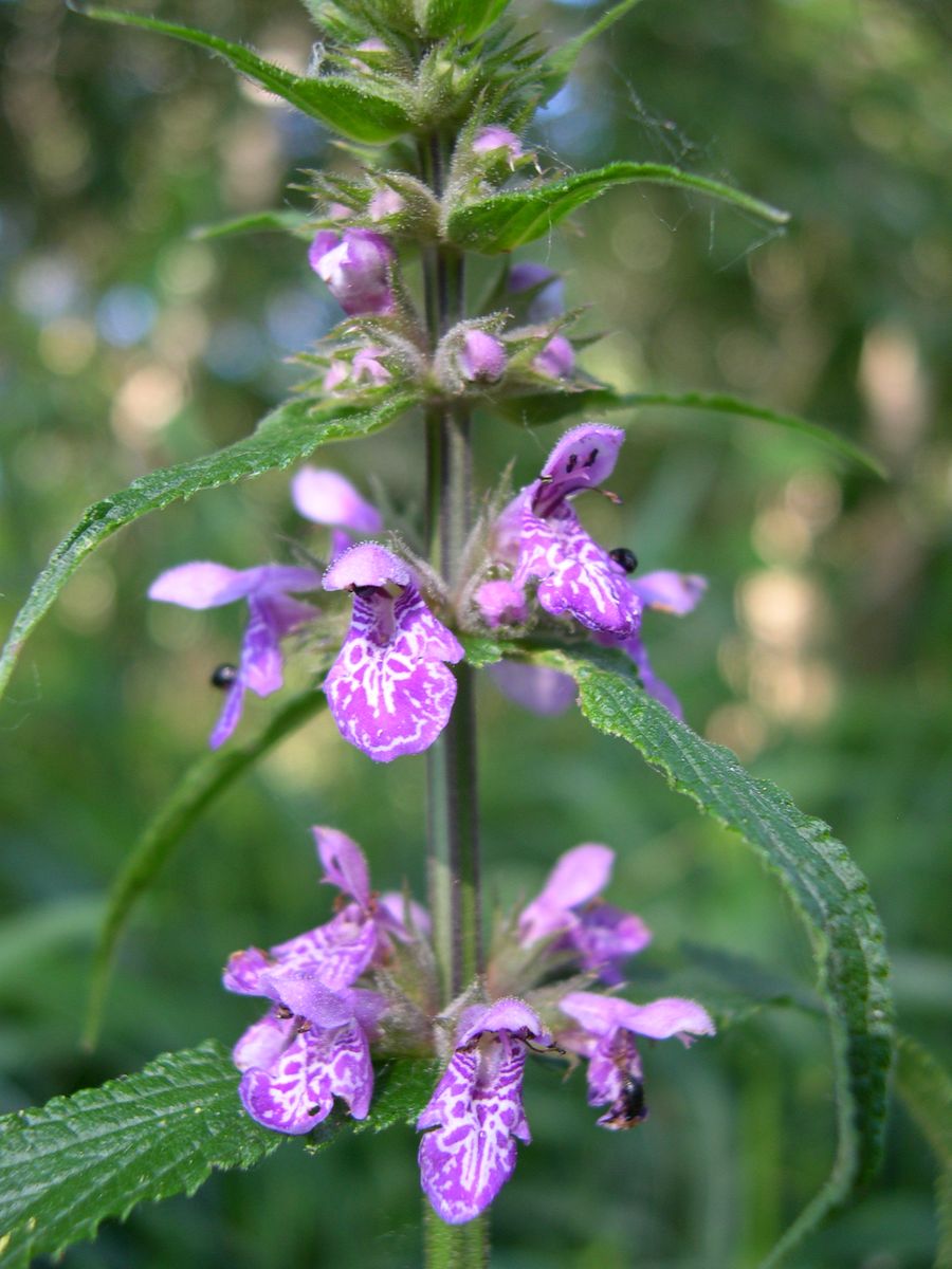 Waldziest, Foto: R. Brandstetter Waldziest, Foto: R. Brandstetter