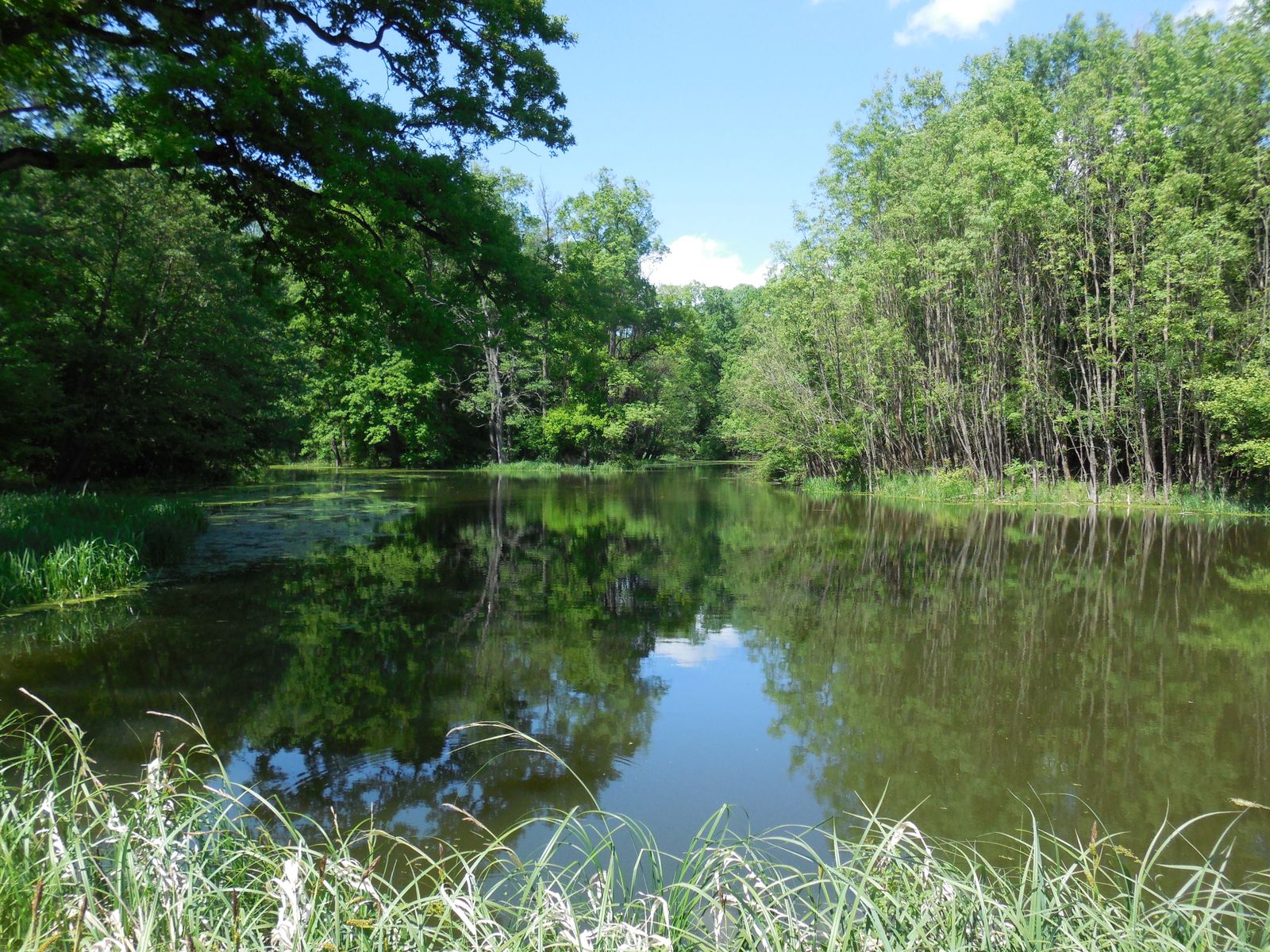 Thaya Arme und Teiche im Soutok