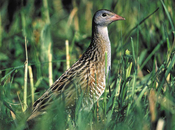Wachtelkönig, Foto: Peter Buchner/Birdlife Wachtelkönig, Foto: Peter Buchner/Birdlife