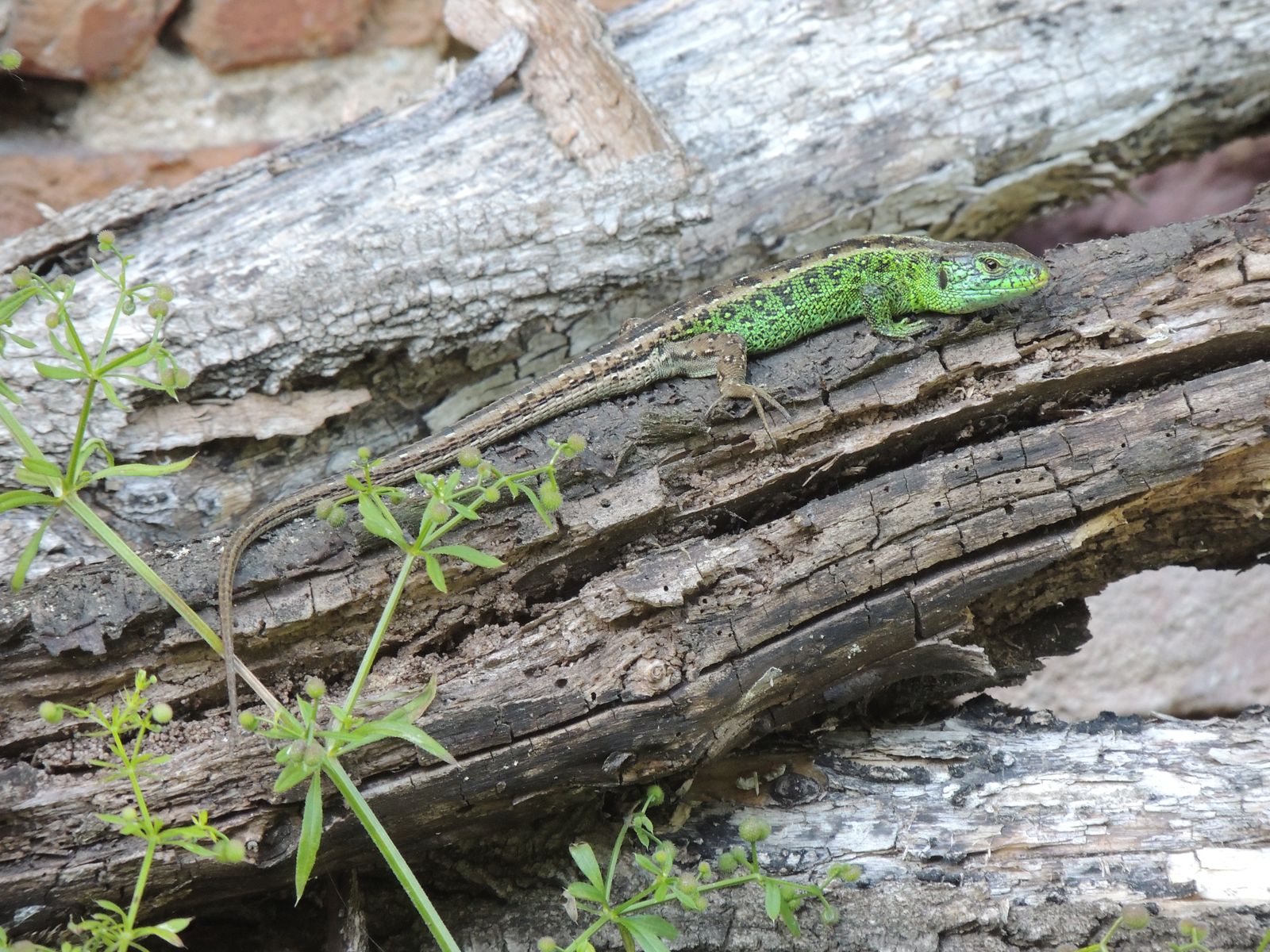 Zauneidechse, Foto: U. Nüsken Zauneidechse, Foto: U. Nüsken