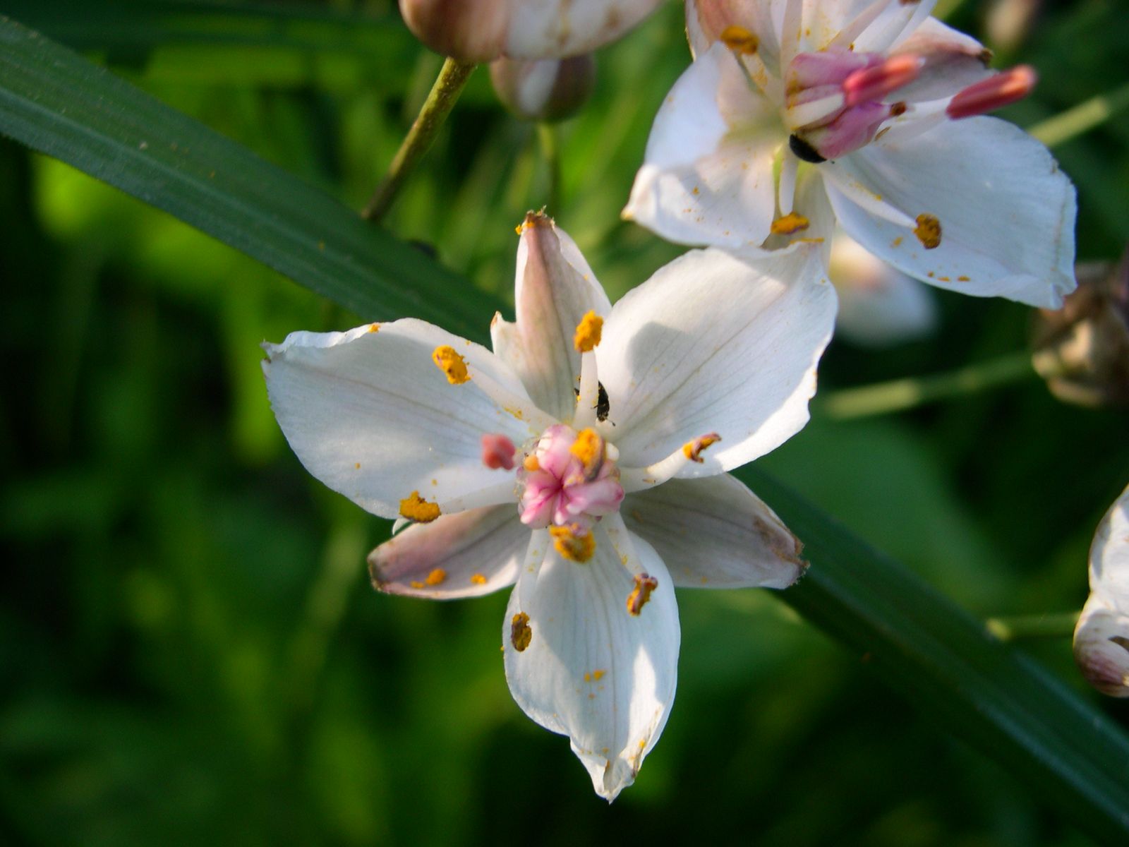 Schwanenblume, Foto: R. Brandstetter Schwanenblume, Foto: R. Brandstetter