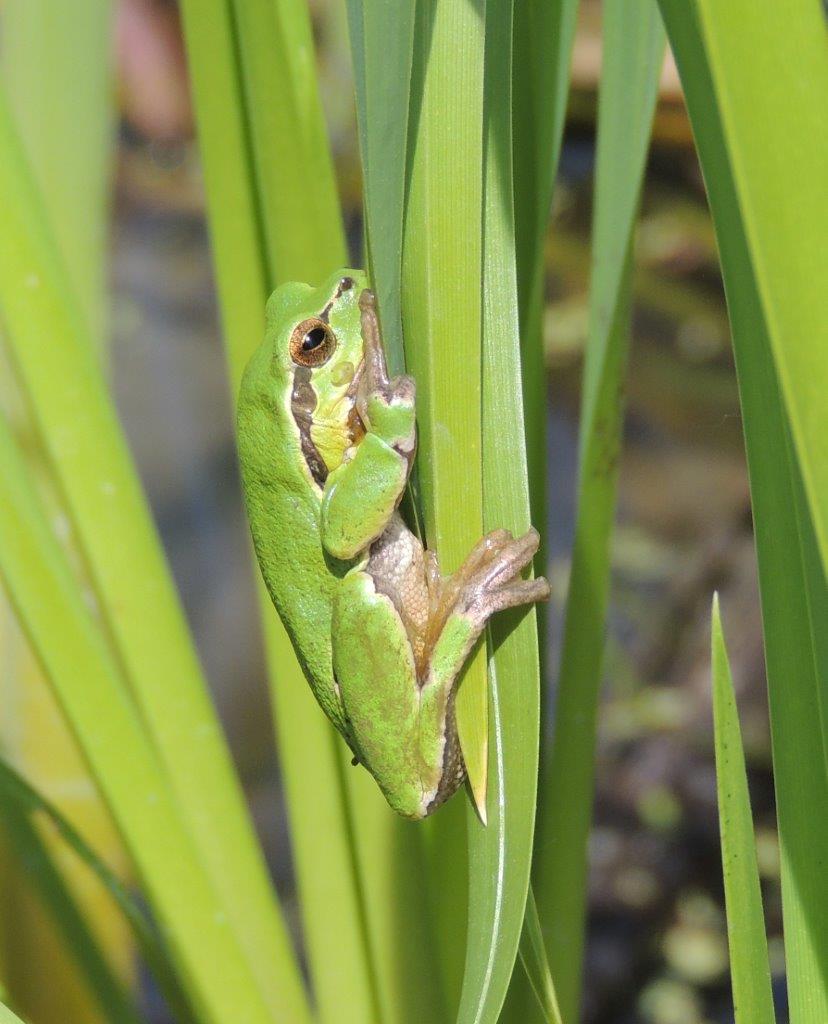Laubfrosch, (Hyla arborea) Foto: H. Nüsken
