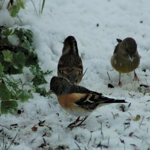 Ein Bergfink ist auch dabei! Foto: E.Springer