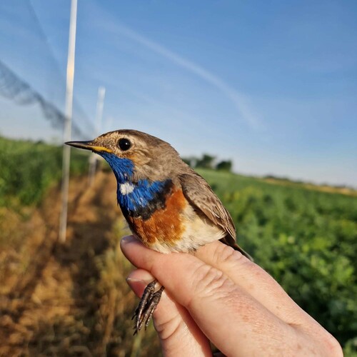 Blaukehlchen, Foto: A. Aschauer