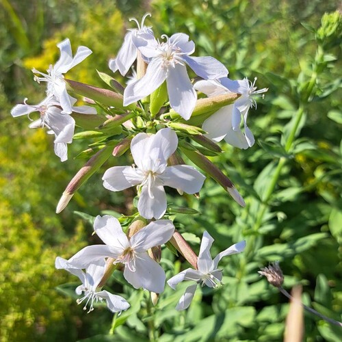 Echtes Seifenkraut