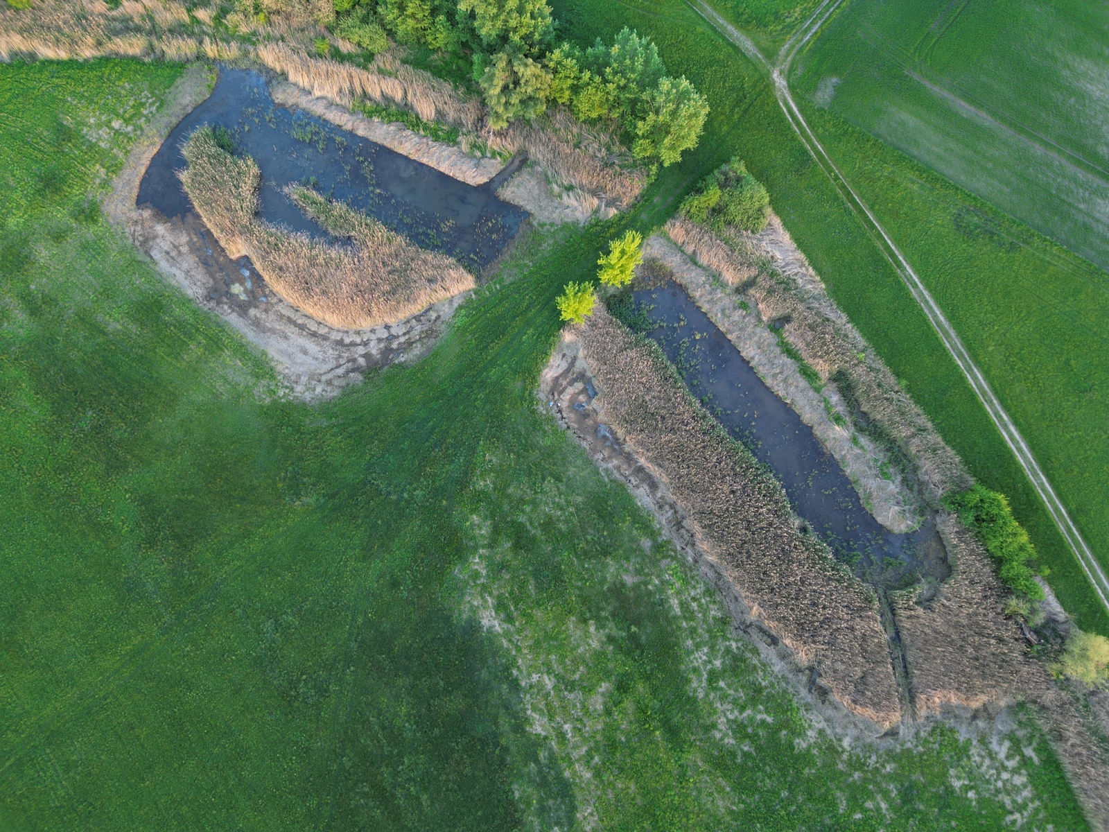 Blick auf die renaturierten Laichgewässer an der Alten Thaya bei der Gestütwiese