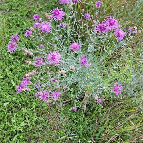 Rispenflockenblume, Foto: Ch. Brandstetter Rispenflockenblume, Foto: Ch. Brandstetter