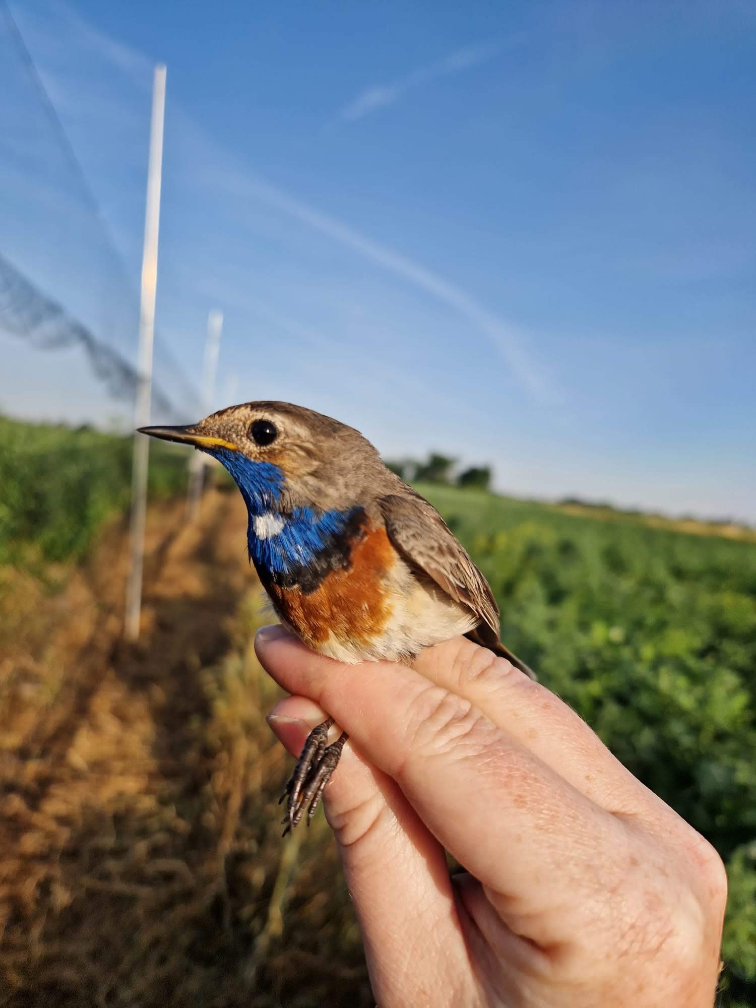 Blaukehlchen, Foto: Auring