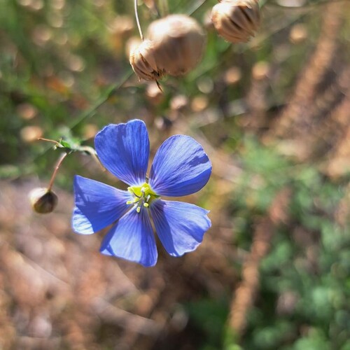 Ausdauernder Lein