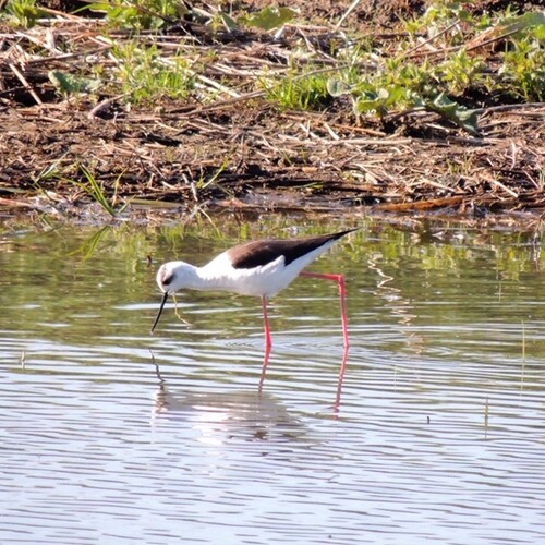 Seltener Gast, der Stelzenläufer, Foto: U.Nüsken