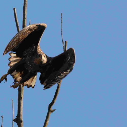 Seeadler, Foto: B. Paces