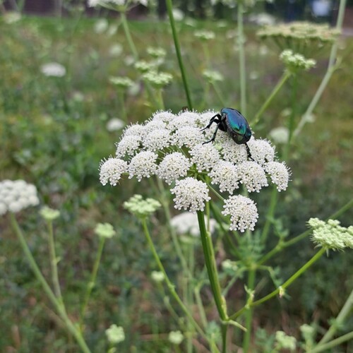 Berg-Heilwurz 2, Foto: Ch. Brandstetter Berg-Heilwurz 2, Foto: Ch. Brandstetter
