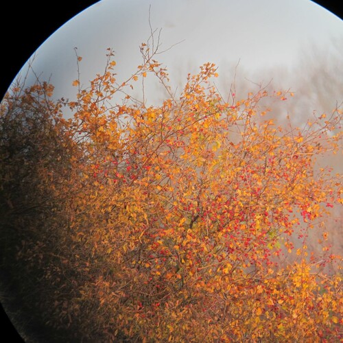 Farbenpracht in Rabensburg, Foto: Auring