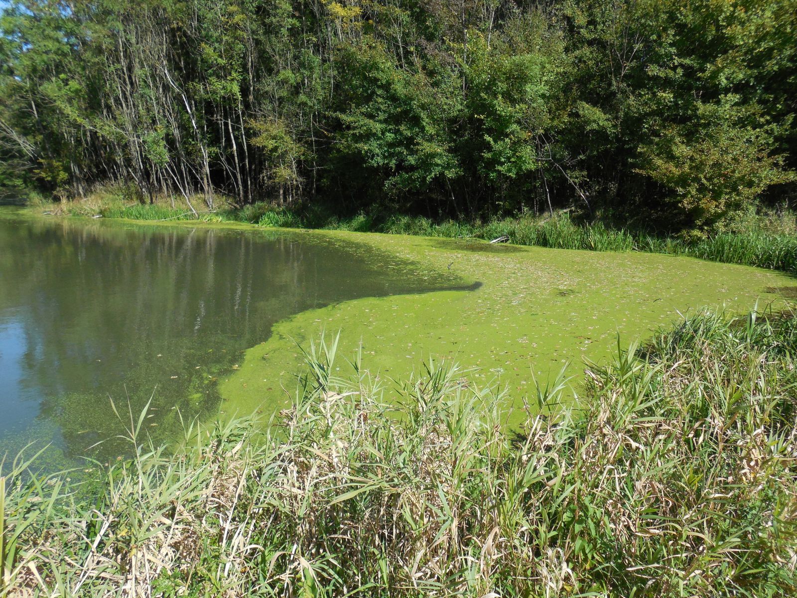 Grüntöne in der Natur,  Foto: R. Brandstetter