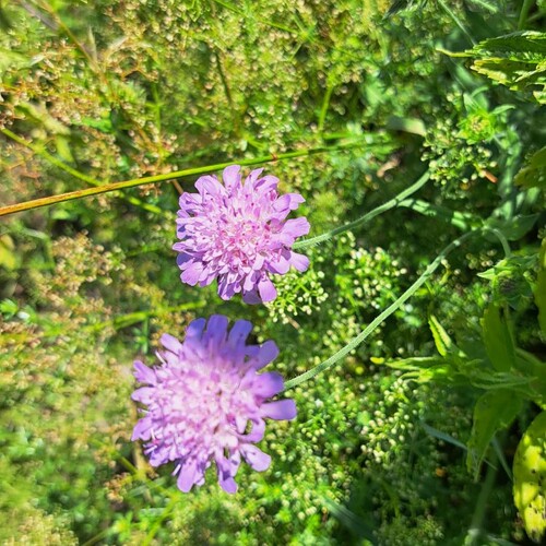 Wiesen Witwenblume, Foto: Christl Brandstetter