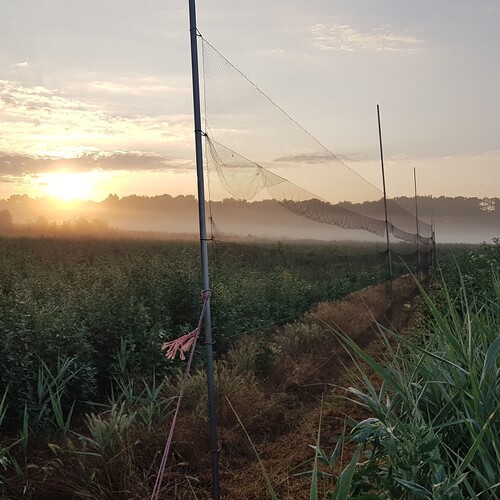 Netze aufspannen am Morgen