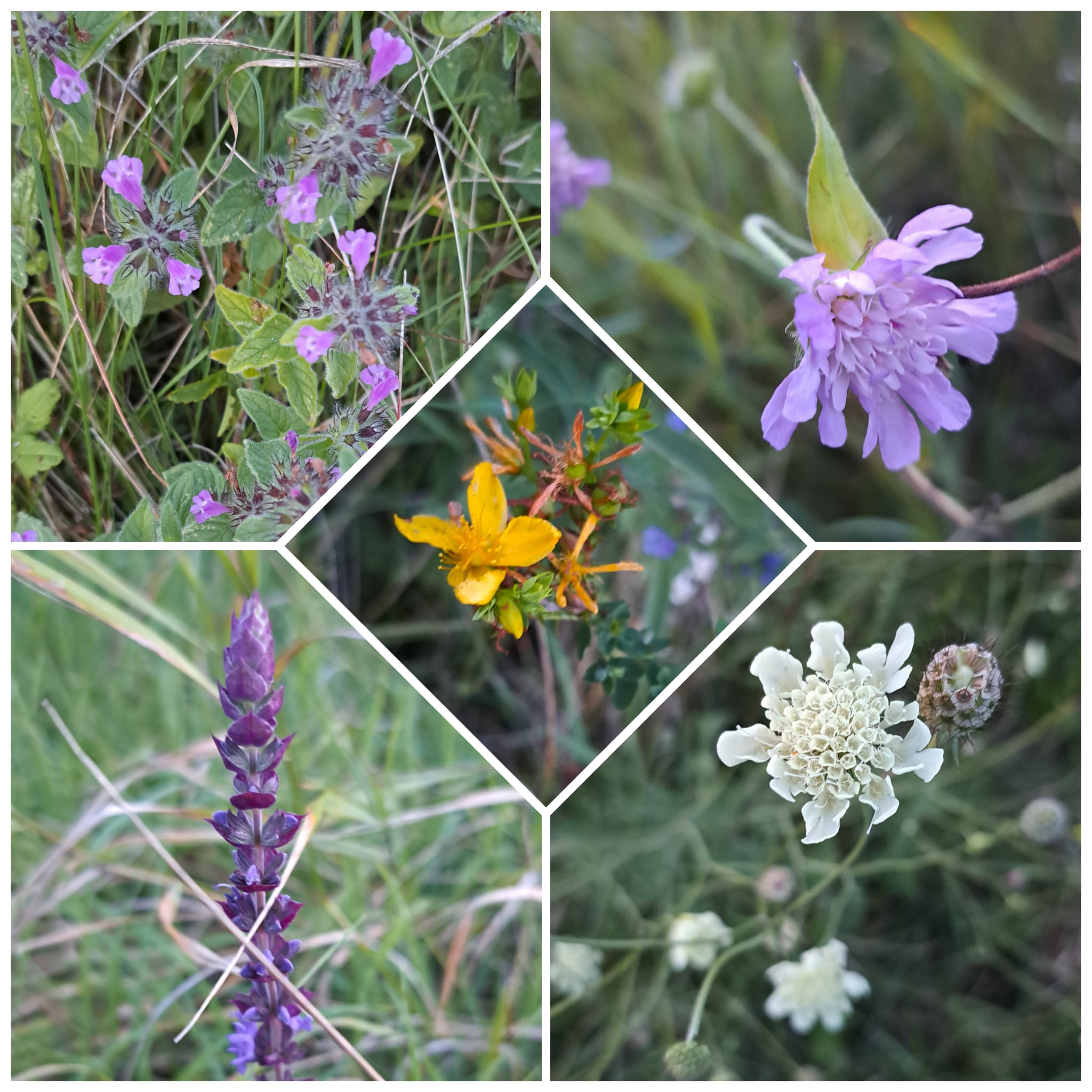 Blüten in der Auringwiese, Foto: Chr. Brandstetter