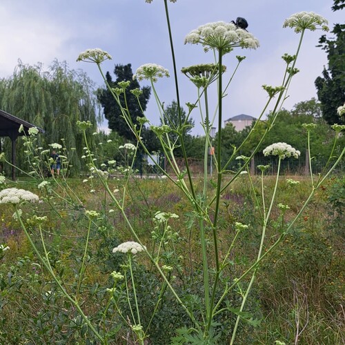 Berg-Heilwurz, Foto: Ch. Brandstetter Berg-Heilwurz, Foto: Ch. Brandstetter