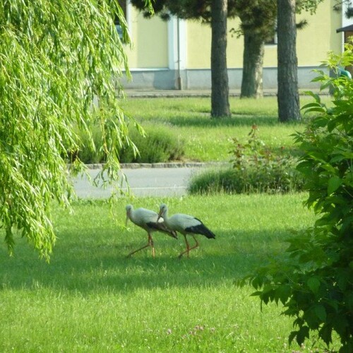 Störche im Park;  Foto: Herta Manas-Penz