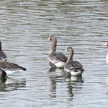 Blässgänse, Foto: M. Rössler