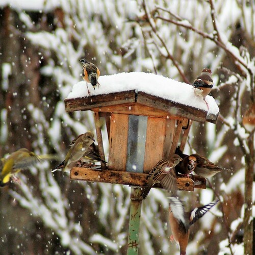 Lustiges Treiben, Foto: E. Springer