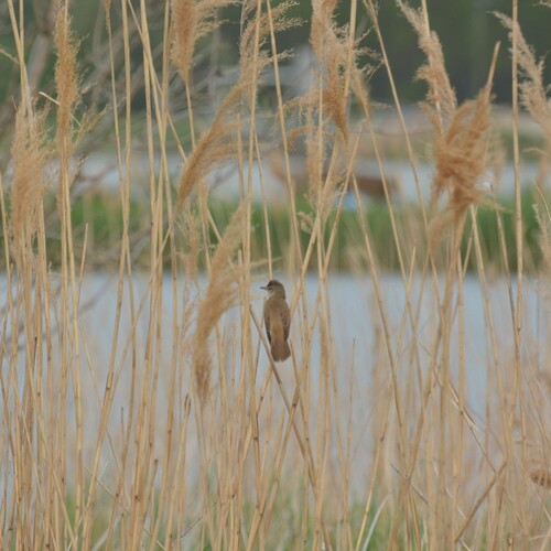 Ein Rohrsänger, Foto: B. Jorrot