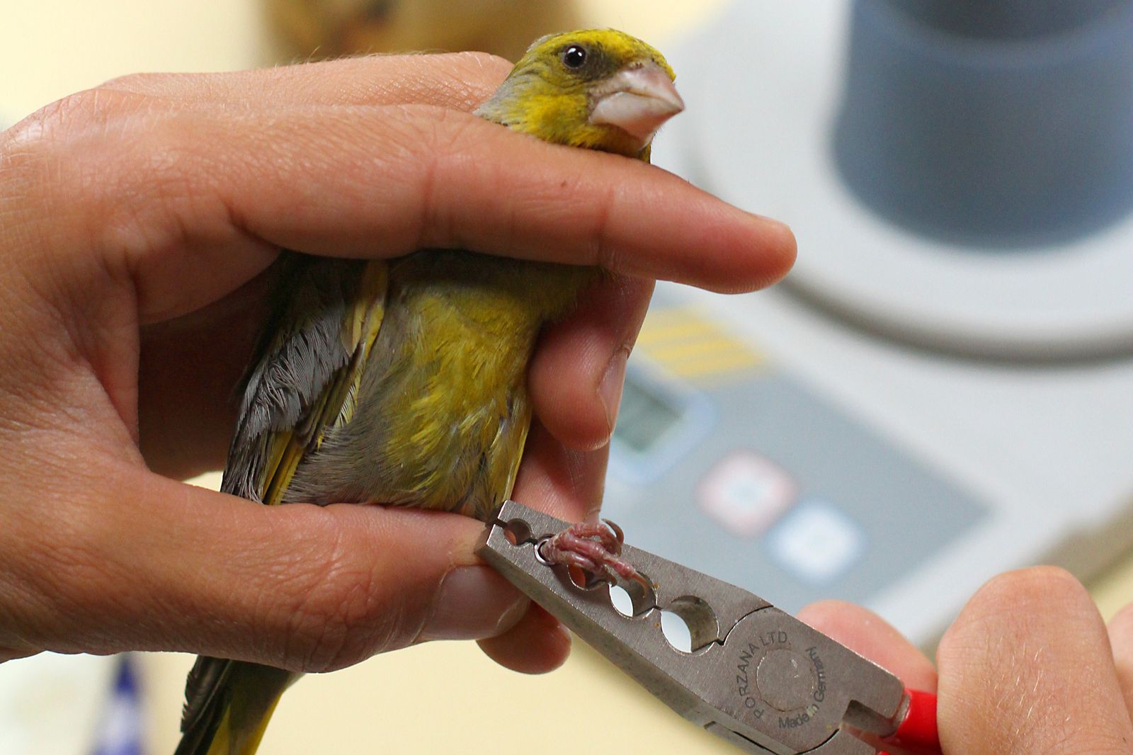 Vorsichtig wird der Ring am Bein befestigt! (Foto: Auring) Vorsichtig wird der Ring am Bein befestigt! (Foto: Auring)
