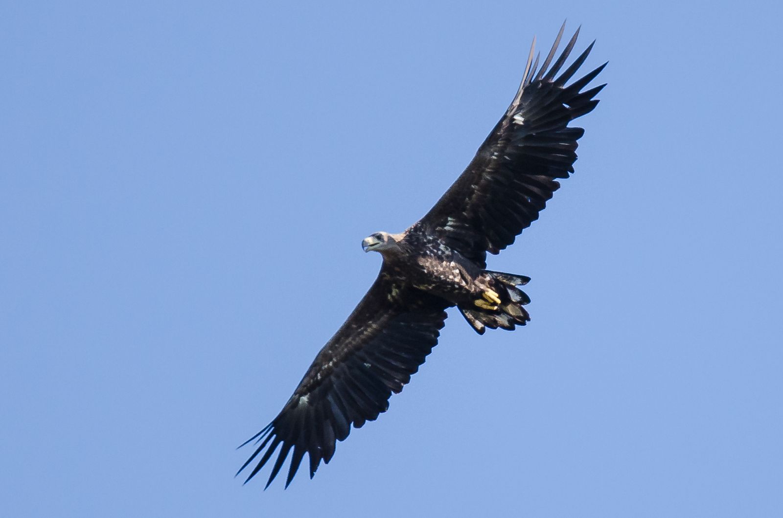 Seeadler, Foto: Hartmut Nüsken