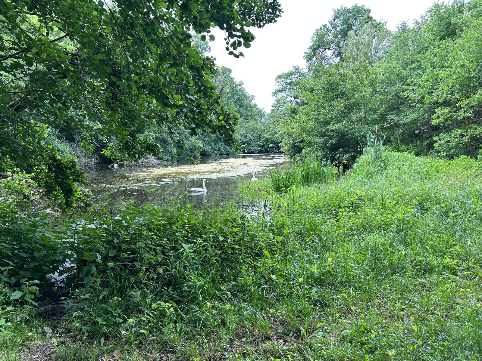 Altarm in den Marchauen, Foto: Auring ein Altarm in den Marchauen, Foto: Auring