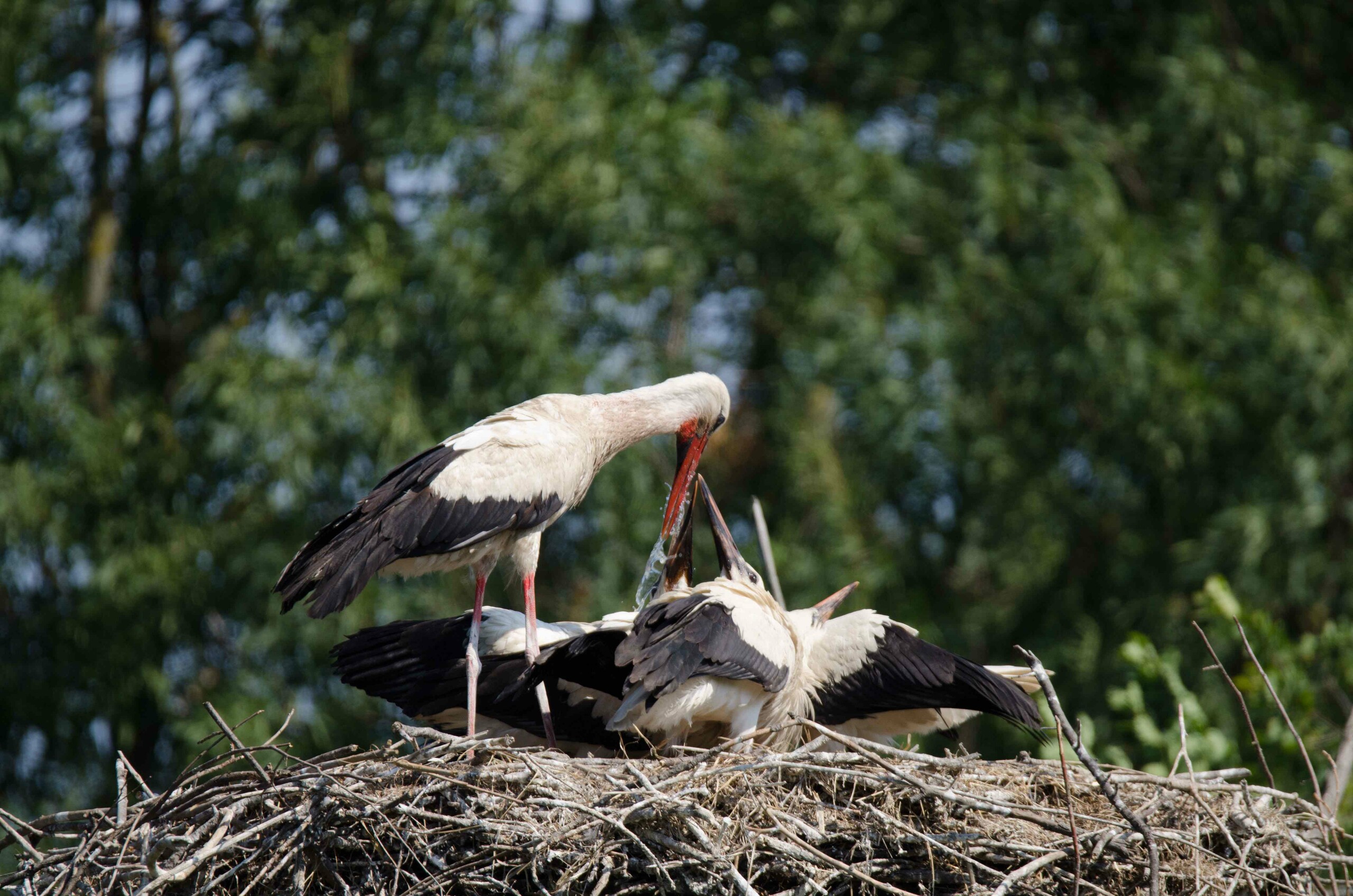 Storchennest, Foto: H. Nüsken