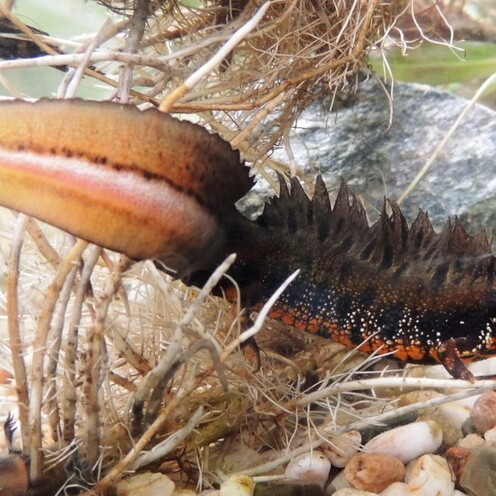 Donaukammmolch (Triturus dobrogicus), Foto: U. Nüsken