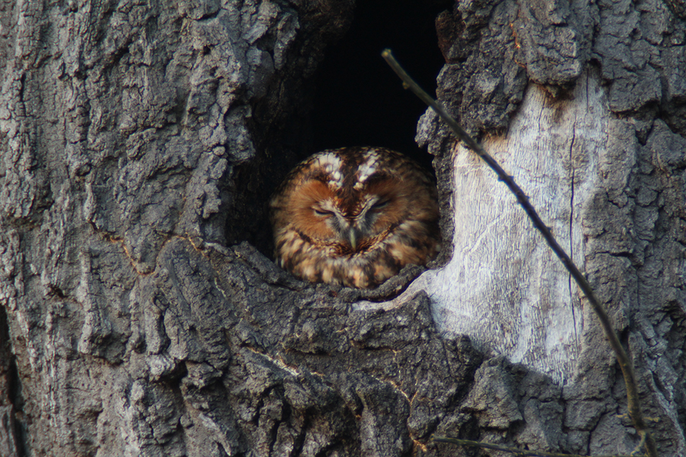 Waldkauz, Foto: C. Nagl