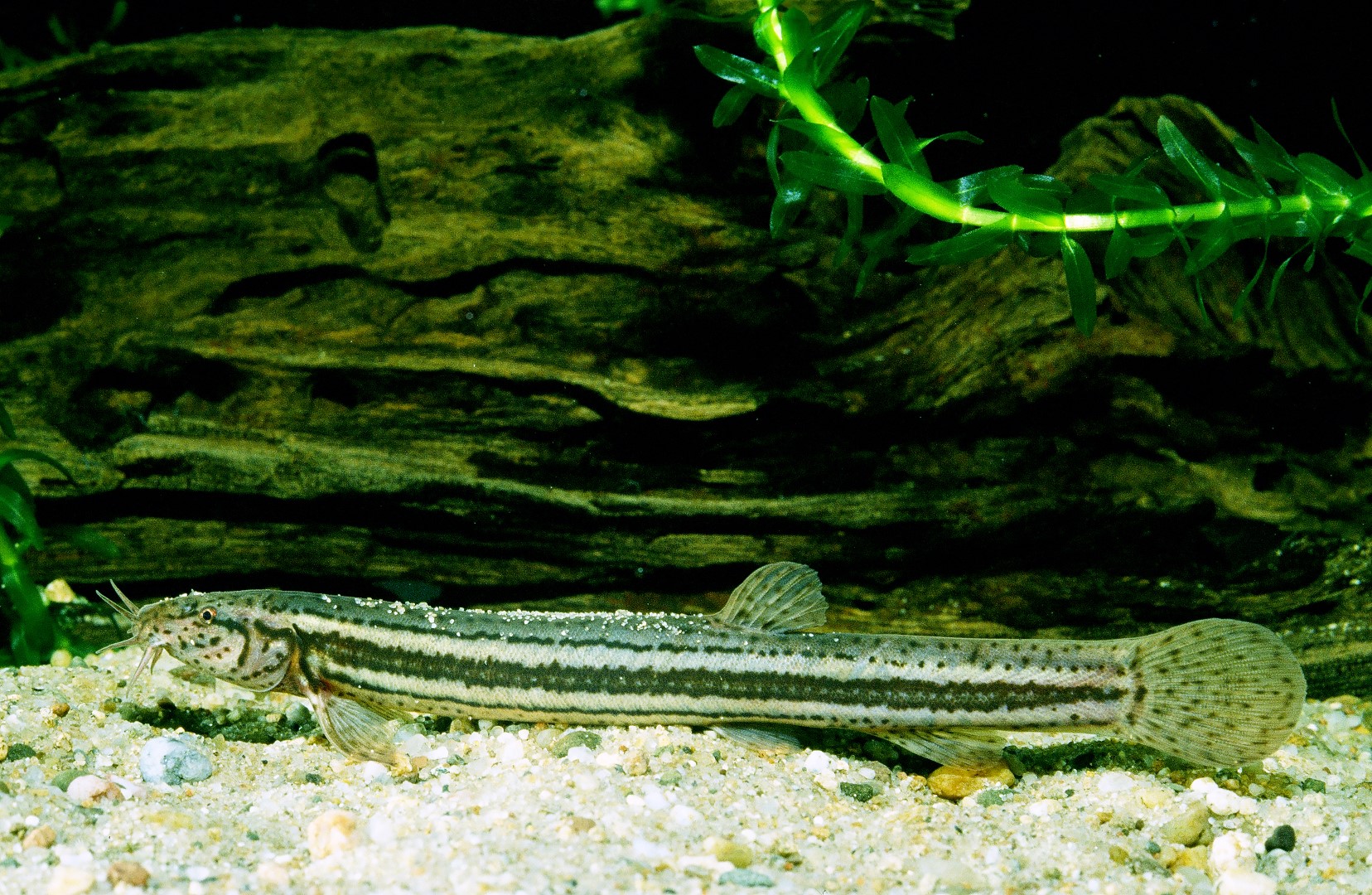 Schlammpeitzger, Foto: Gerhard Käfel Schlammpeitzger, Foto: Gerhard Käfel