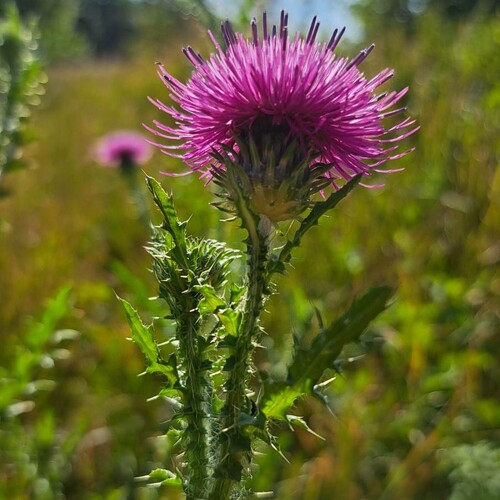 Weg-Distel