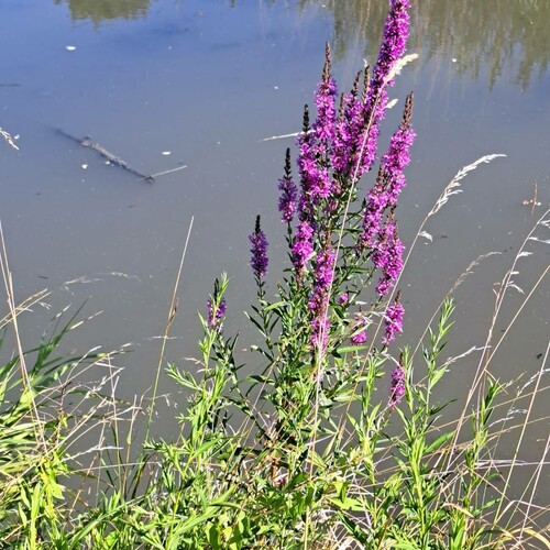 Blutweiderich