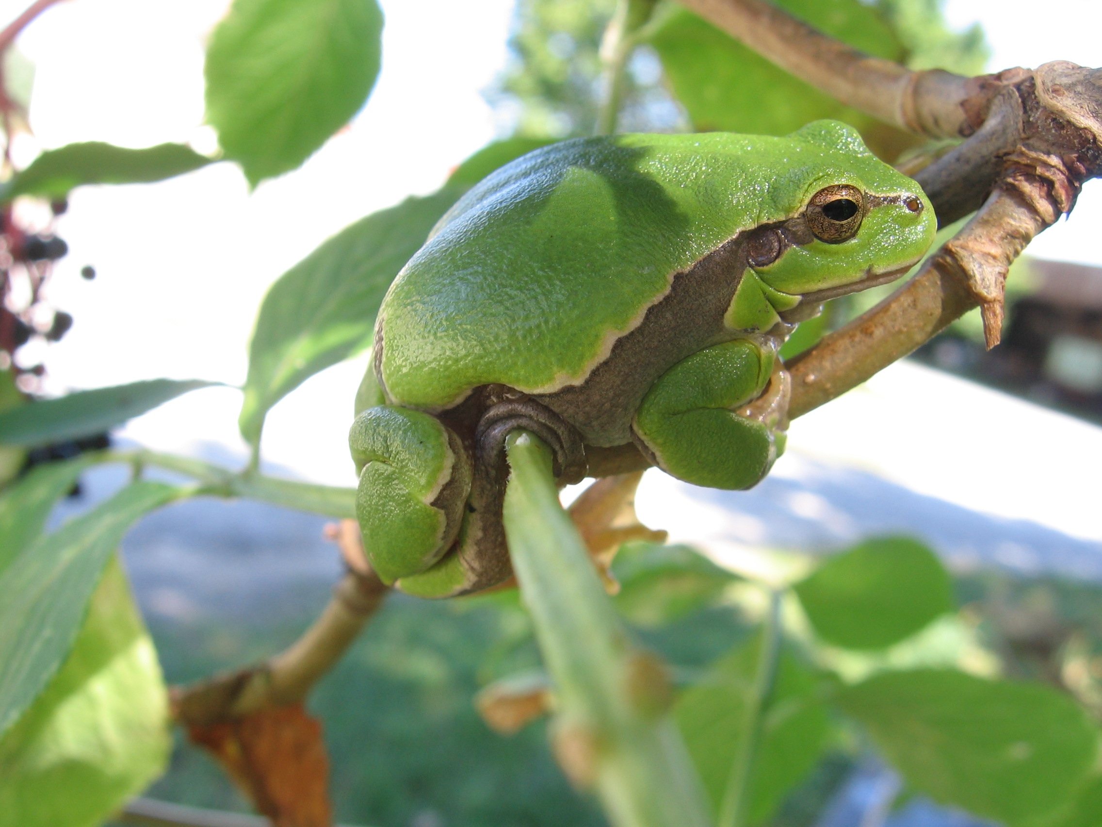 Laubfrosch, Foto: U. Nüsken