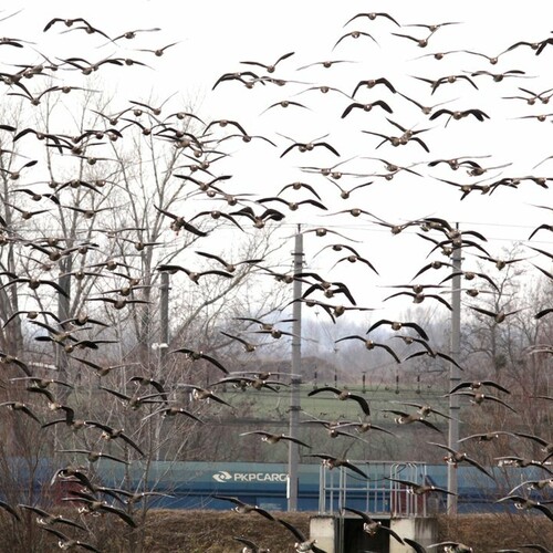 Hunderte Gänse im Anflug, Foto: M. Rössler